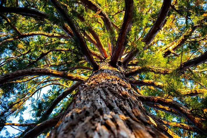 Grand arbre