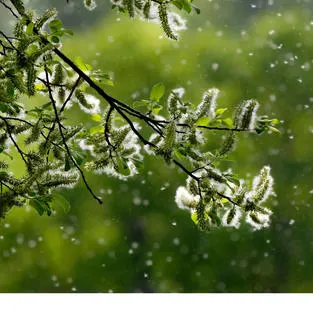 Pollen, rhume des foins...