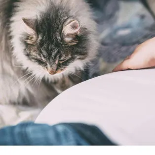 Chats, chiens, poils d'animaux...